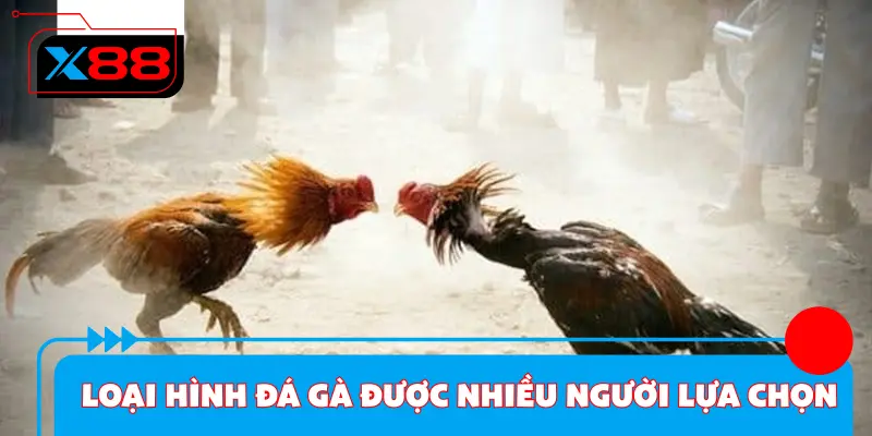 Những loại hình đá gà x88 được nhiều thành viên lựa chọn